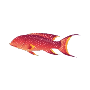 Lyretail Grouper